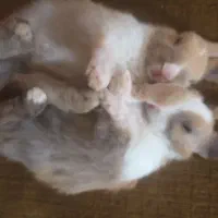 خرگوش خوشگل بفروش میرسد|موش و خرگوش|نرماشیر, |دیوار