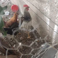 خروس و ۲تا مرغ