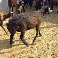 بره نر مناسب برای قوچ و کشتاری|حیوانات مزرعه|تهران, بهارستان|دیوار