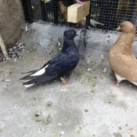 کبوتر دم سفید