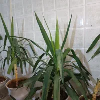 گل طبیعی|گل و گیاه طبیعی|آباده, |دیوار