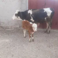 گاو گوساله|حیوانات مزرعه|مرودشت, رامجرد یک|دیوار