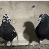 کبوتر پرشی|پرنده|تهران, جوادیه|دیوار