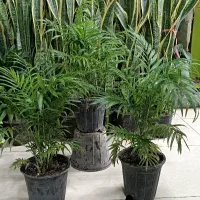 کلکسیونی|کلکسیون و سرگرمی|مشهد, حیدرآباد|دیوار