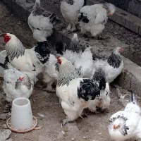 تخم مرغ برهما اصل رمانی|حیوانات مزرعه|سنگر, |دیوار