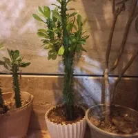گل طبیعی|گل و گیاه طبیعی|شاهرود, |دیوار