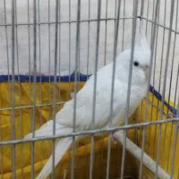 عروس هلندی البینو|پرنده|ایلام, |دیوار