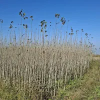 نهال صنوبر نیگرا|خدمات باغبانی و درختکاری|قشلاق دشت, |دیوار