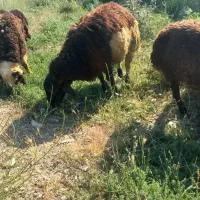 فروش میش و بره خوب و چاق برا داشت