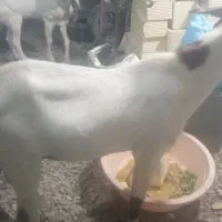 پاچین گلابی