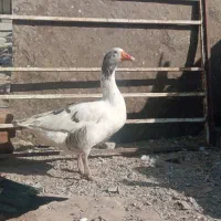 اردک نر اسرایلی با غاز|حیوانات مزرعه|لاجان, |دیوار