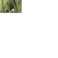 دوچرخه ۲۶پوما|دوچرخه، اسکیت، اسکوتر|گالیکش, |دیوار