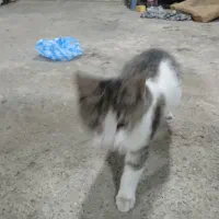 واگذاری بچه گربه شش ماهه رایگان|گربه|سلماس, |دیوار