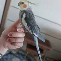 عروس هلندی رام سخنگو