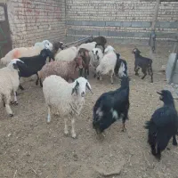 بره|حیوانات مزرعه|جعفرآباد, |دیوار