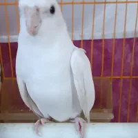 عروس هلندی جفت اماده|پرنده|کشکسرای, |دیوار