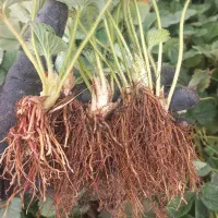 نهال توت فرنگی|گل و گیاه طبیعی|مزرعه کتول, |دیوار