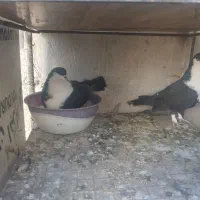 کفتر جفتگاه کرواتی|پرنده|سبزوار, پاسداران|دیوار