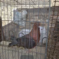 کبوتر رنگی همه مدل