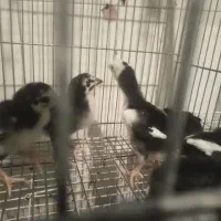 جوجه لاری اصیل درشت و کشیده