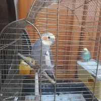 مرغ عشق و عروس هلندی