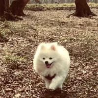 سگ پامرانین ۷ ماهه ماده