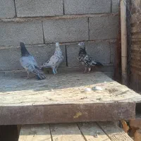 3تا سرورنر عالی|پرنده|شیراز, ارم|دیوار
