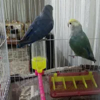 کوتوله بالغ