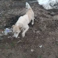 ماده سگ گلیی|سگ|دیلمان, |دیوار