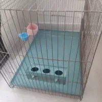 قفس عروس هلندی و غیره|لوازم جانبی حیوانات|ری, اقدسیه|دیوار