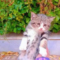 واگذاری گربه|گربه|حمیدیا, |دیوار