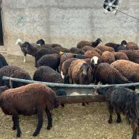 حیوانات مزرعه|حیوانات مزرعه|حسن آباد, |دیوار