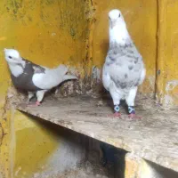 کبوتر طوقی