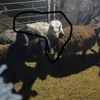 قوچ سرحال تخمی و برندیل با بره|حیوانات مزرعه|لردگان, |دیوار