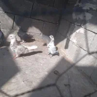 کبوتر|پرنده|برازجان, |دیوار