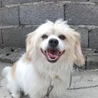 سگ پاکوتاه تریر