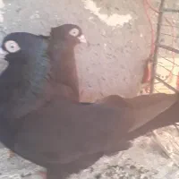 کبوتر آبادانی صرب