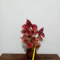 گل گل 4تا135 و یک گل هدیه