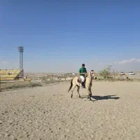 اسب نریون اصل ترکمن|اسب و تجهیزات اسبسواری|میانه, |دیوار