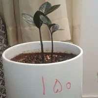 گل بابا آدم|گل و گیاه طبیعی|سرپل ذهاب, |دیوار