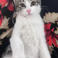 گربه dsh