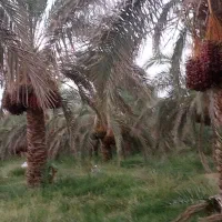 باغ فروشی رستم آباد ۱۰۰ نفر درخت خرما
