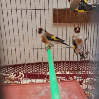 سهرهای نر|پرنده|رشت, اسماعیل آباد|دیوار