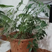 گل پنجه گرگی|گل و گیاه طبیعی|اردبیل, |دیوار