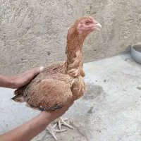 مرغ خروس|حیوانات مزرعه|سراوان, |دیوار