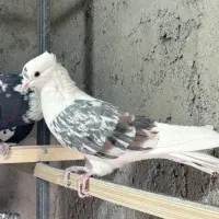 اگهی رو بخونید