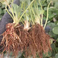 نهال توت فرنگی|گل و گیاه طبیعی|مزرعه کتول, |دیوار