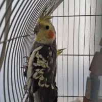 عروس هلندی مرواریدی سیامون|پرنده|چناران, |دیوار