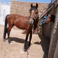 اسب|اسب و تجهیزات اسب‌سواری|تهران, ایران|دیوار