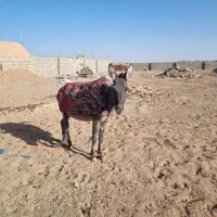 الاغ نر|حیوانات مزرعه|فردوس (خراسان), |دیوار